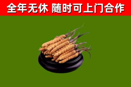 北塔回收冬虫夏草